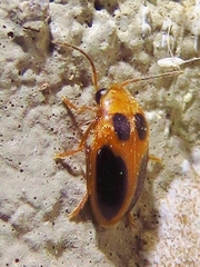 Sacodes pulchella
