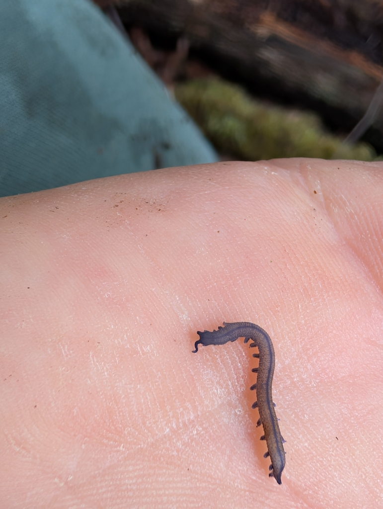 Ooperipatellus cryptus