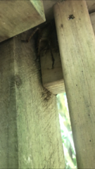 Deinacrida heteracantha