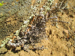 Cheilanthes hypoleuca