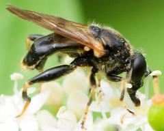 Chalcosyrphus inarmatus