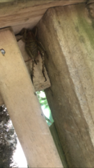 Deinacrida heteracantha