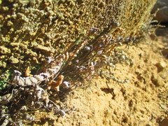 Cheilanthes hypoleuca