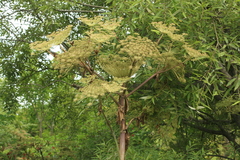 Angelica ursina