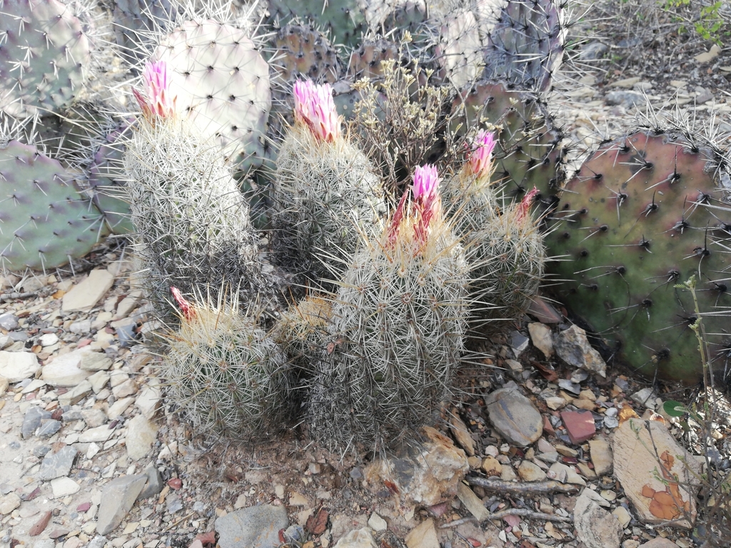 Thelocactus hastifer