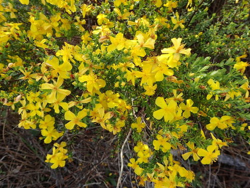 Flatwoods St. Johnswort (Hypericum microsepalum)