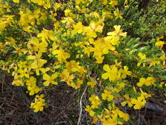 Hypericum microsepalum