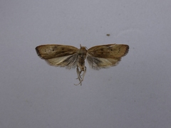 Phaeosaces coarctatella