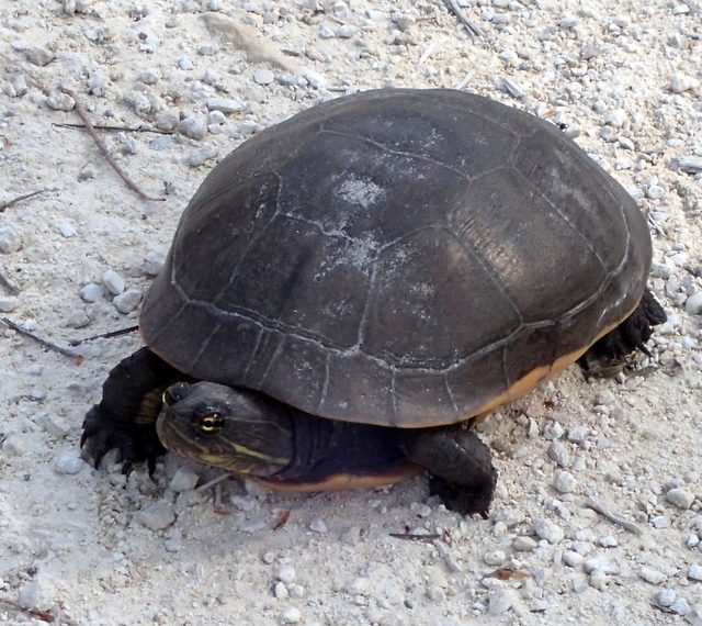 Eastern Chicken Turtle In March 2020 By Mfeaver · Inaturalist