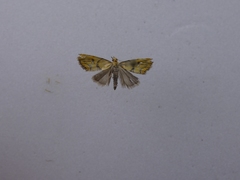 Glaucocharis auriscriptella