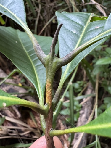 Rhodomyrtus macrocarpa observed 2026-04-14