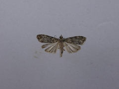 Eudonia minualis