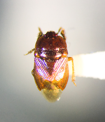 Amnestus spinifrons · iNaturalist