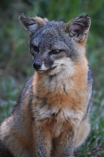 Santa Cruz Island Fox observed by raza777