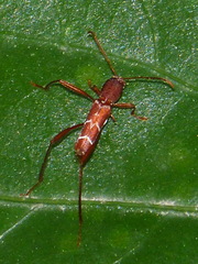 Neoclytus cacicus