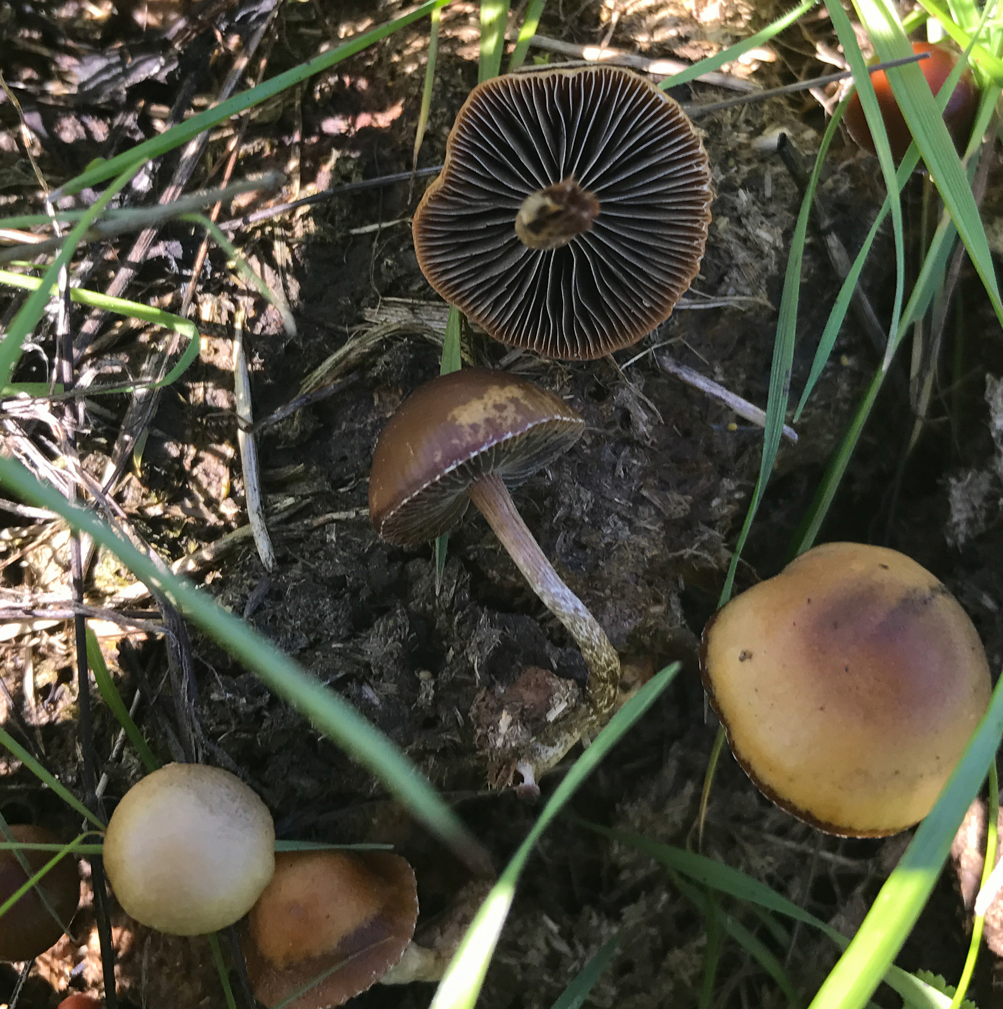 Psilocybe coprophila image