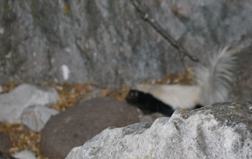 Zorrillo de espalda blanca norteño observed by bruno_valente