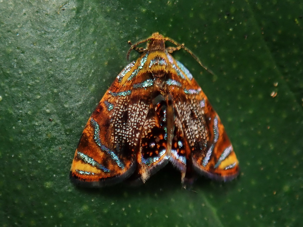 Mictopsichia mincae