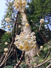 Edgeworthia chrysantha