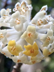 Edgeworthia chrysantha