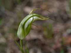 Pterostylis ampliata