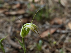 Pterostylis ampliata