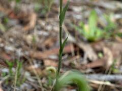Pterostylis ampliata