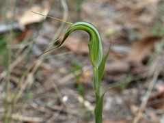 Pterostylis ampliata