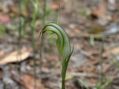 Pterostylis ampliata
