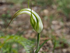 Pterostylis ampliata