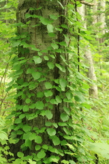 Hydrangea petiolaris