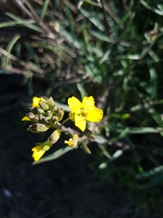 Erysimum suffrutescens
