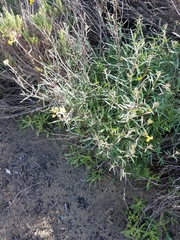 Erysimum suffrutescens