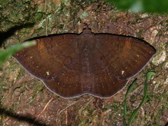 Hemeroblemma malitiosa