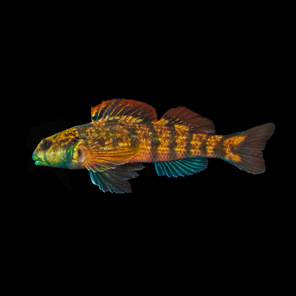 Seagreen Darter