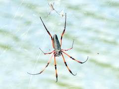 Trichonephila inaurata