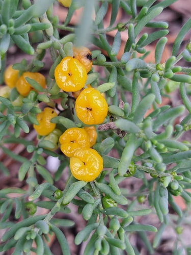 ruby saltbush