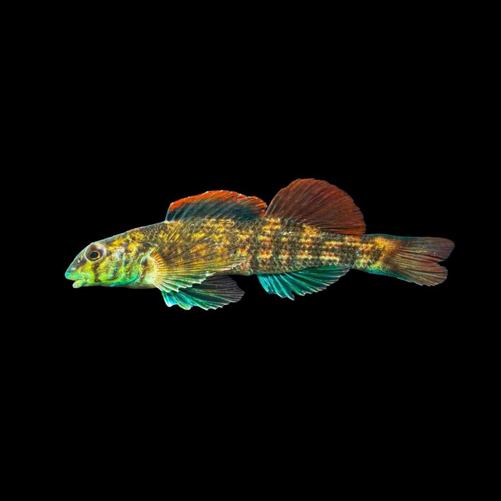Turquoise Darter