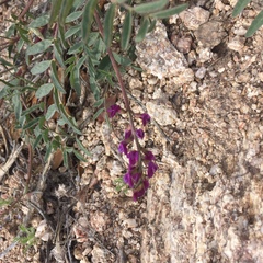 Astragalus allochrous