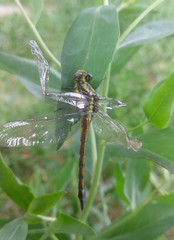 Phanogomphus kurilis