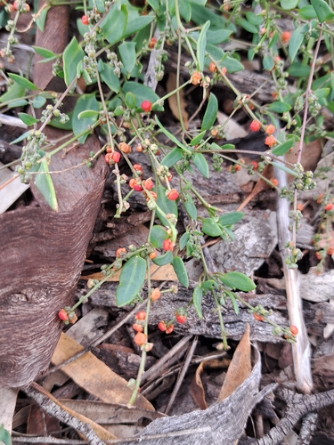 Climbing saltbush