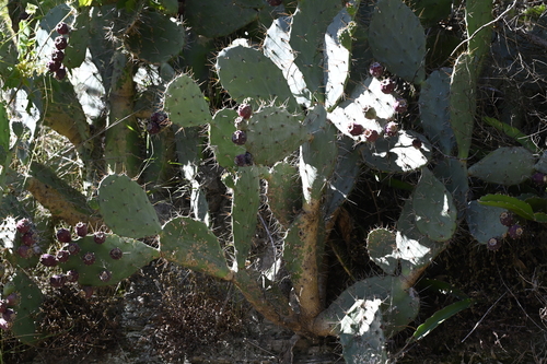 Opuntia elatior, photograph 5