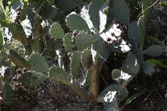 (c) Graham Cleaver, some rights reserved (CC BY) Opuntia elatior, photograph (c) Graham Cleaver, some rights reserved (CC BY)