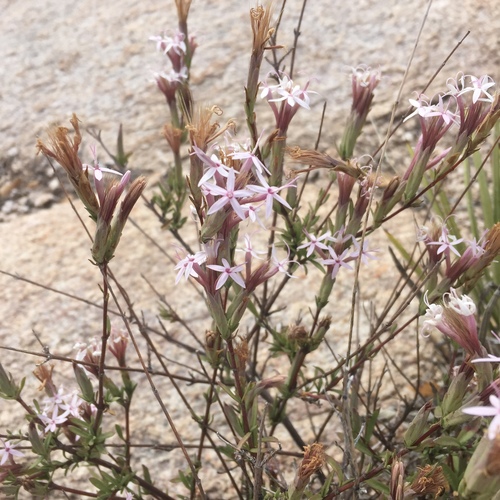 Carphochaete bigelovii A.Gray