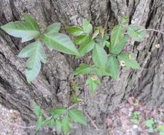Toxicodendron radicans