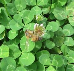 Apis mellifera