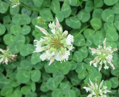 Trifolium repens