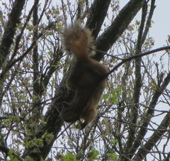 Sciurus niger
