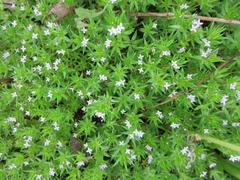 Sherardia arvensis
