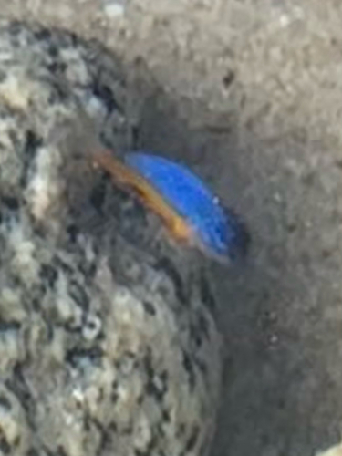 Microspathodon bairdii